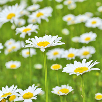 Herb Plants, Chamomile 'Roman' In A One Litre Pot, 3 of 7
