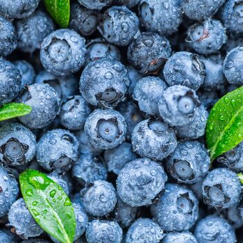 Fruit Plant Blueberry Brigitta One In Two Litre Pot, 3 of 5