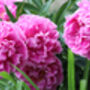 Peony Plants, thumbnail 2 of 7
