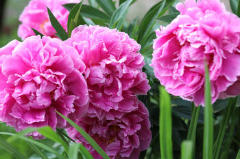Peony Plants, 2 of 7