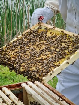 Urban Beekeeping And Craft Beer Experience 2022 For Two, 4 of 7