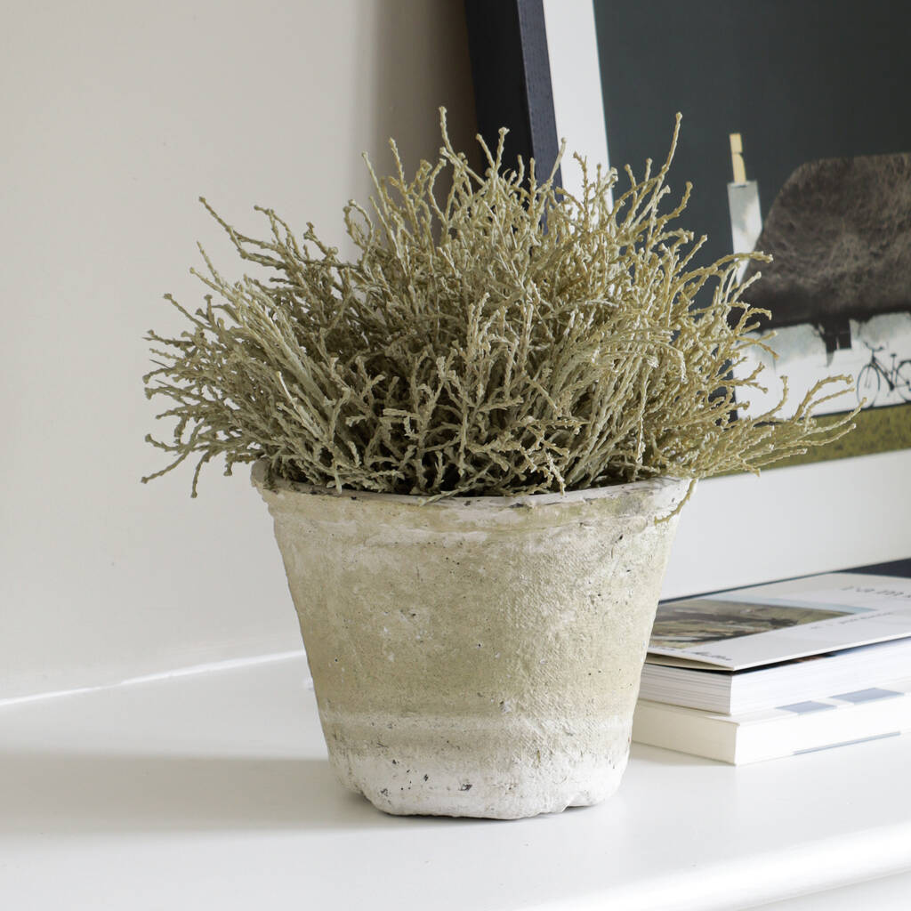 Distressed Washed Terracotta Planter By Marquis & Dawe