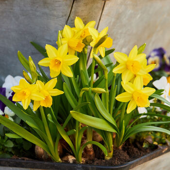 Spring Bulbs Daffodils 'Tete A Tete' 36 X Bulb Pack, 5 of 5