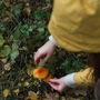 Winter Foraging Workshop For One In The South Downs, thumbnail 3 of 7