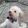 Cooper's Blue Harris Tweed Dog Collar, thumbnail 4 of 5