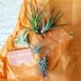 Tillandsia Air Plant Pick And Mix. Easy Care Houseplant, thumbnail 5 of 6
