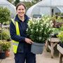 Euonymus Paloma Blanca7.5 L Evergreen Shrub, thumbnail 5 of 5