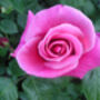 Rose Darling Jenny, Personalised Gift Rose, thumbnail 2 of 2