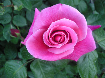 Rose Darling Jenny, Personalised Gift Rose, 2 of 2