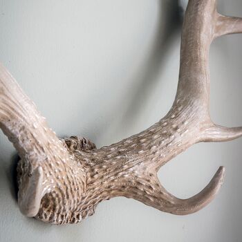 Sven Antler Wall Art, 3 of 3