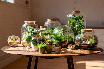 Medium Diy Terrarium Kit With A Step By Step Guide, 8 of 8