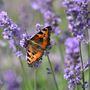 Lavender Plants Phenomenal Two X One Litre Pots, thumbnail 2 of 6