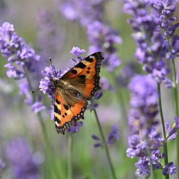 Lavender Plants Phenomenal Two X One Litre Pots, 2 of 6