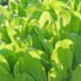 Lettuce 'Cut And Come Again' Six X Plug Plant Pack, thumbnail 4 of 6