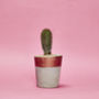 Concrete Pot Small With Cactus/ Succulent In Copper, thumbnail 1 of 5