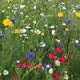 Thank You Teacher Wildflower Seeds, thumbnail 8 of 8