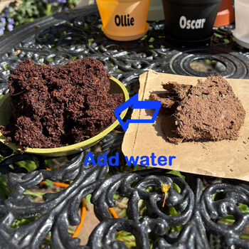 Personalised Children's Growing Kit Choice Of Six, 2 of 2