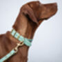 Personalised Luxury Leather Dog Collar, thumbnail 1 of 12