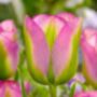 Tulipa Groenland – 15 Green And Pink Tulip Bulbs, thumbnail 1 of 3