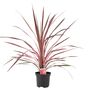 Cordyline Southern Splendour – Pink And Green Foliage, thumbnail 3 of 7