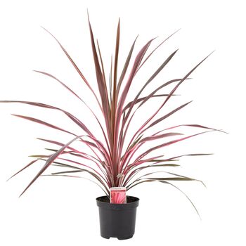 Cordyline Southern Splendour – Pink And Green Foliage, 3 of 7