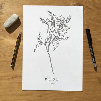 Hand Illustrated Rose Flower Print, 2 of 8