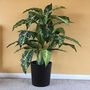 100cm Large Spotted Evergreen Tree Artificial Plant, thumbnail 1 of 3