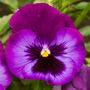 Flowers Pansy 'Neon Violet' Six X Full Plant Pack, thumbnail 5 of 5