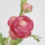 Faux Ranunculus Flowers, thumbnail 6 of 6