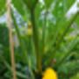 Courgette Seeds In As Seedtube, thumbnail 1 of 7
