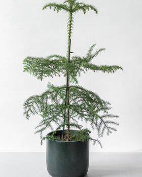 Norfolk Island Pine | Sustainable Christmas Tree, 3 of 5