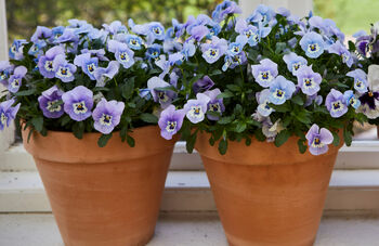 Flowers Viola 'Magnifico' Six X Plant Pack, 4 of 5