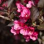 Perennial Weigela 'Victoria' One X Plant In 1 Litre Pot, thumbnail 3 of 8