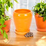 Orange Carrot Shaped Planter With Parsley Seed Balls, thumbnail 1 of 4