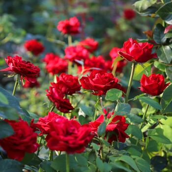 Hybrid Tea Rose 'National Trust' In Five Litre Pot, 4 of 5