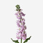Dusty Mauve Stock Fresh Bouquet, thumbnail 3 of 3