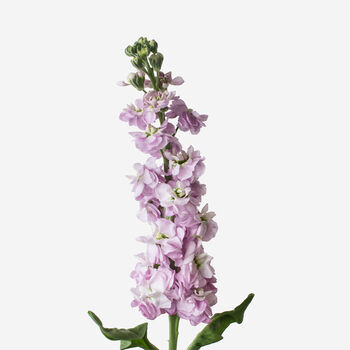 Dusty Mauve Stock Fresh Bouquet, 3 of 3