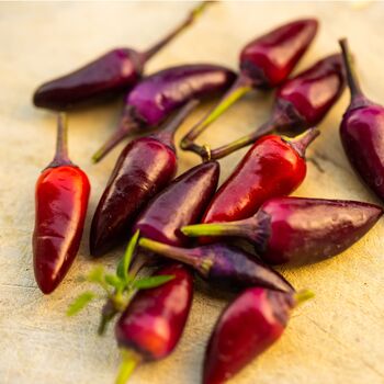 Chilli Plants 'Gusto Purple' Six X Plug Plant Pack, 2 of 3