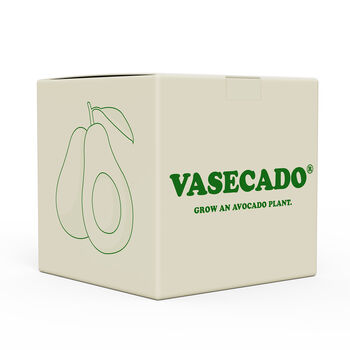 Vasecado Grow An Avocado Plant, Glass Vase, 6 of 7