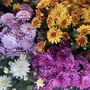 Mixed Chrysanthemum Plants, Full Plants In 1 L Pots, thumbnail 1 of 3