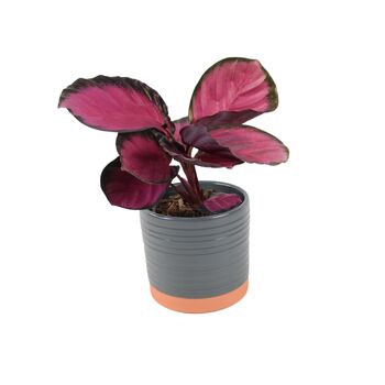 Calathea Roseopicta ‘Rosy’ – Indoor Prayer Plant With Stunning Pink Leaves 12cm Pot, 4 of 9