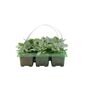 Cineraria Silver Dust 6 Pack Garden Border Plants, thumbnail 2 of 3
