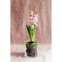 Grow Me: Gift Box Of Scented Hyacinth Bulb And Vase, thumbnail 5 of 6