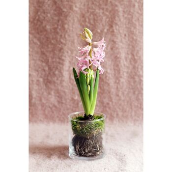 Grow Me: Gift Box Of Scented Hyacinth Bulb And Vase, 5 of 6