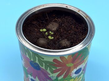 Wildflower Grow Kit With Forget Me Not Or Chamomile Seeds, 3 of 10
