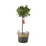 Bay Tree Standard – 90cm Tall In Decorative Pot, thumbnail 4 of 4