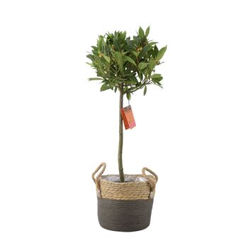 Bay Tree Standard – 90cm Tall In Decorative Pot, 4 of 4