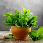 Herbs, Lemon Mint, Two X Full Plants In 9cm Pots, thumbnail 1 of 5