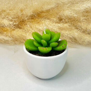 Succulent Candles In White Ceramic Pots, 8 of 10