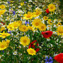 Five Pack Of Bee Friendly 'Thank You' Wild Flower Seeds, thumbnail 5 of 5